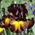 Iris Tuscan Summer