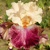 Iris Crowning Dress