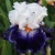 Iris Enigma Code