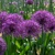 Okrasný cesnak Purple Rain - 5 ks v balení