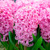 Hyacint Pink Pearl - 3 ks v balení