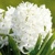 Hyacint Snow Crystal 1ks