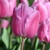 Tulipany AAfke - 5 ks v balení