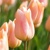 Tulipany Apricot Beauty - 5 ks v balení