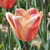 Tulipany Apricot Foxx - 5 ks v balení