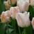 Tulipany Pride Apricot - 5 ks v balení