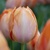 Tulipany Van Eijk Apricot - 5 ks v balení