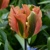 Tulipany Artist - 5 ks v balení