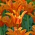 Tulipany Ballerina - 3 ks v balení