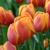 Tulipany Bellville - 5 ks v balení