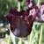 Tulipany Parrot Black - 3 ks v balení