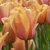 Tulipany Impression Blushing - 5 ks v balení