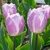 Tulipany Candy Prince - 5 ks v balení