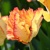 Tulipany Parrot Caribbean - 2 ks v balení