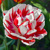 Tulipany Carnaval De Nice - 3 ks v balení