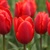 Tulipany Coleur Cardinal - 5 ks v balení