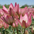 Tulipany mnohokveté Danique - 5 ks v balení