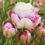 Tulipany mnohokveté Double Surprise - 2 ks v balení