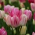 Tulipany mnohokveté Dream Club - 5 ks v balení