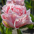 Tulipany Dreamer - 2 ks v balení