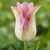 Tulipany Elegant Lady - 5 ks v balení