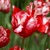 Tulipany Parrot Estella Rijnveld - 3 ks v balení