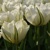 Tulipany Emperor Exotic - 5 ks v balení