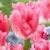 Tulipany Fancy Frills - 5 ks v balení