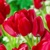 Tulipany mnohokveté Fiery Club - 3 ks v balení
