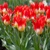 Tulipany Flames Mystery - 5 ks v balení