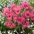 Tulipany mnohokveté Gaeden Of Clusius - 5 ks v balení