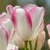 Tulipany Graceland - 3 ks v balení