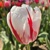 Tulipany Happy Generation - 5 ks v balení