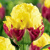 Tulipany Ice Cream Banana - 2 ks v balení