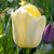 Tulipany Ivory Floradale - 3 ks v balení