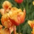 Tulipany Lambada - 5 ks v balení