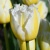 Tulipany Lemon Beauty - 3 ks v balení