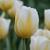 Tulipany Lemon Chiffon - 3 ks v balení