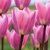 Tulipany Light And Dreamy - 5 ks v balení
