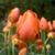 Tulipany Lighting Sun - 5 ks v balení