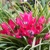 Tulipany Little Beauty - 5 ks v balení