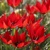 Tulipany Lizzy  - 5 ks v balení