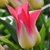 Tulipany Love Story - 3 ks v balení