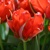 Tulipany Love Valley - 3 ks v balení