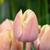 Tulipany Mango Charm - 3 ks v balení