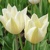 Tulipany Maureen - 5 ks v balení