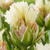 Tulipany Mystery Valley - 3 ks v balení