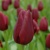 Tulipany National Velvet - 3 ks v balení