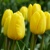 Tulipany Novi Sun - 5 ks v balení