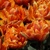 Tulipany Orange Princess - 3 ks v balení